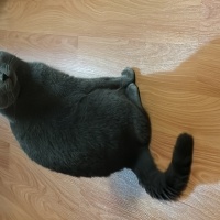 British Shorthair, Kedi  Duman fotoğrafı