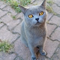 British Shorthair, Kedi  Duman fotoğrafı