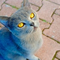 British Shorthair, Kedi  Duman fotoğrafı