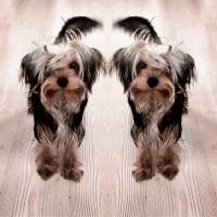 Yorkshire Terrier, Köpek  Louie fotoğrafı