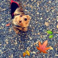 Yorkshire Terrier, Köpek  Louie fotoğrafı