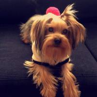 Yorkshire Terrier, Köpek  Louie fotoğrafı