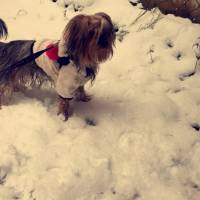 Yorkshire Terrier, Köpek  Louie fotoğrafı