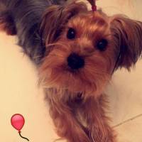 Yorkshire Terrier, Köpek  Louie fotoğrafı