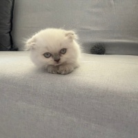 British Longhair, Kedi  Bambam fotoğrafı