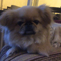 Pekingese, Köpek  Bety fotoğrafı
