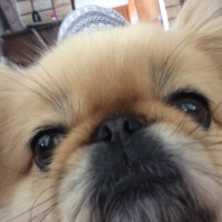 Pekingese, Köpek  Bety fotoğrafı
