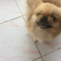 Pekingese, Köpek  Bety fotoğrafı