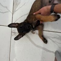 Belçika Malinois, Köpek  Ateş fotoğrafı