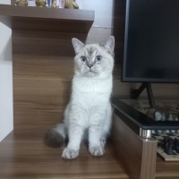 British Shorthair, Kedi  Maviş fotoğrafı