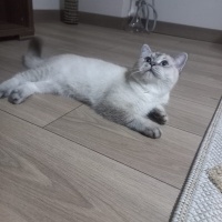 British Shorthair, Kedi  Maviş fotoğrafı