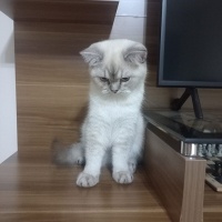 British Shorthair, Kedi  Maviş fotoğrafı