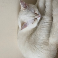 British Shorthair, Kedi  Pamuk fotoğrafı