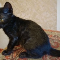 Bengal, Kedi  Leon fotoğrafı