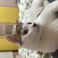 Tekir Kedi, Kedi  Pamuk fotoğrafı
