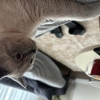 British Shorthair, Kedi  Luna fotoğrafı