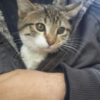 Tekir Kedi, Kedi  Rıfkı fotoğrafı