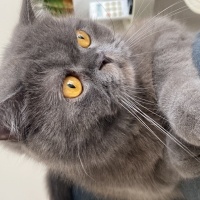British Shorthair, Kedi  Behlül fotoğrafı