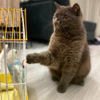British Shorthair, Kedi  Behlül fotoğrafı