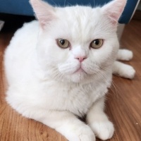 British Shorthair, Kedi  Beyazıt fotoğrafı