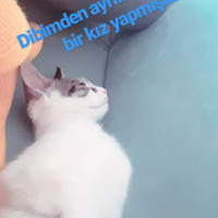 Abyssinian, Kedi  Mila fotoğrafı