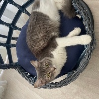 Tekir Kedi, Kedi  Maya fotoğrafı