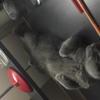 Scottish Fold, Kedi  Dust fotoğrafı