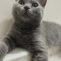 British Shorthair, Kedi  EVA fotoğrafı