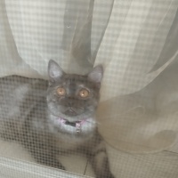 British Shorthair, Kedi  EVA fotoğrafı