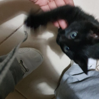 Tekir Kedi, Kedi  Babuş fotoğrafı