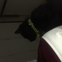 Tekir Kedi, Kedi  Babuş fotoğrafı
