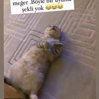 Scottish Fold, Kedi  Sütlaç fotoğrafı