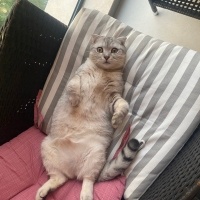 Scottish Fold, Kedi  Sütlaç fotoğrafı