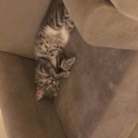 European Shorthair, Kedi  Rıfkı fotoğrafı