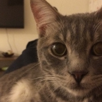 European Shorthair, Kedi  Rıfkı fotoğrafı