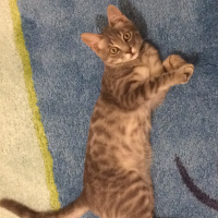 European Shorthair, Kedi  Rıfkı fotoğrafı