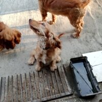 Amerikan Cocker Spaniel, Köpek  Eylem fotoğrafı