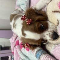 Cavalier King Charles Spanieli, Köpek  Carmen fotoğrafı