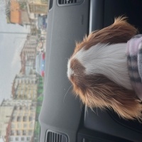 Cavalier King Charles Spanieli, Köpek  Carmen fotoğrafı