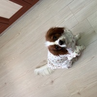 Cavalier King Charles Spanieli, Köpek  Carmen fotoğrafı