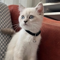 British Longhair, Kedi  Bulut fotoğrafı