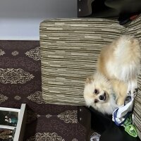 Pomeranyalı, Köpek  kuki fotoğrafı