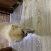 Pomeranyalı, Köpek  kuki fotoğrafı