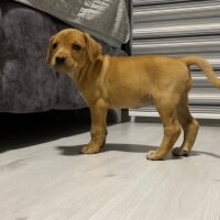 Labrador Retriever, Köpek  Hera fotoğrafı