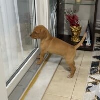 Labrador Retriever, Köpek  Hera fotoğrafı