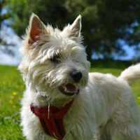 Soft Coated Wheaten Terrier, Köpek  Şila fotoğrafı