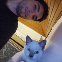 British Shorthair, Kedi  Ares fotoğrafı