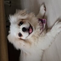 Pekingese, Köpek  Shila fotoğrafı