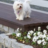 Maltese, Köpek  ŞANS fotoğrafı