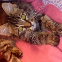 Tekir Kedi, Kedi  Bıcır fotoğrafı